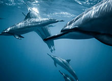 大乐透近30期开奖结果-姚明前队友加盟勇士 昔日蓝领内线如今华丽转身